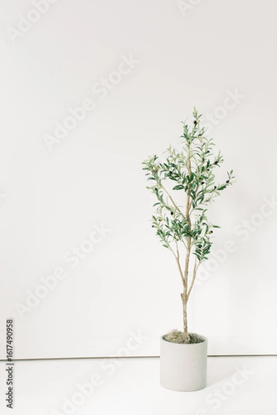 Obraz Blank White Studio Wall Space Olive Tree