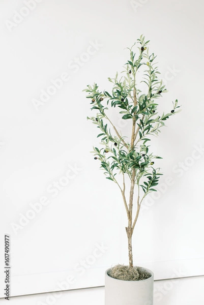 Obraz Blank White Studio Wall Space Olive Tree