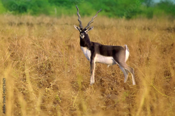Obraz Black buck animal