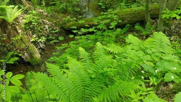 Fototapeta 初夏の森　小さな川