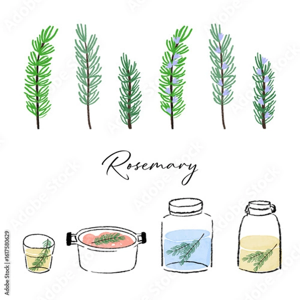 Fototapeta ローズマリーとハーブ活用のイラスト