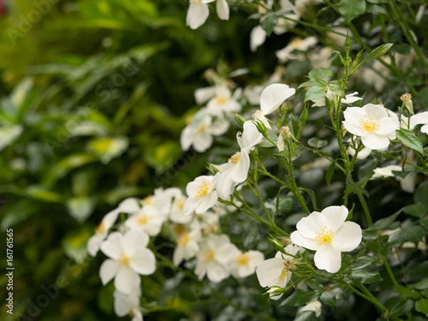 Fototapeta バラの花