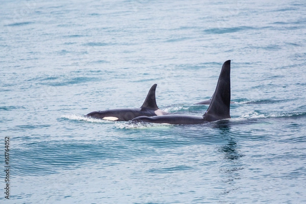 Fototapeta Orca