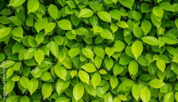 Obraz Lush green foliage background