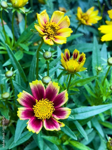 Obraz Creopsis tinctoria garden golden tickseed bright yellow and red flowers in bloom, calliopsis ornamental flowering plant