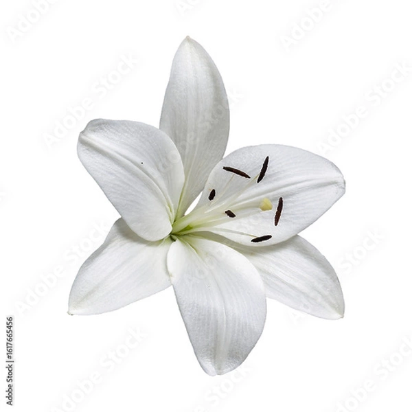 Obraz A stunning close-up of a pristine white lily against a transparent background.