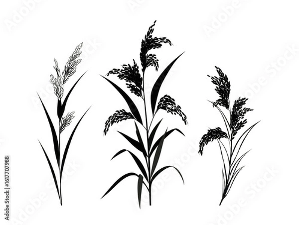 Fototapeta Dark silhouettes of three stylized grass plants against a black background.  Each plant has long, thin blades and a seed head.  Slight variations in shade suggest texture