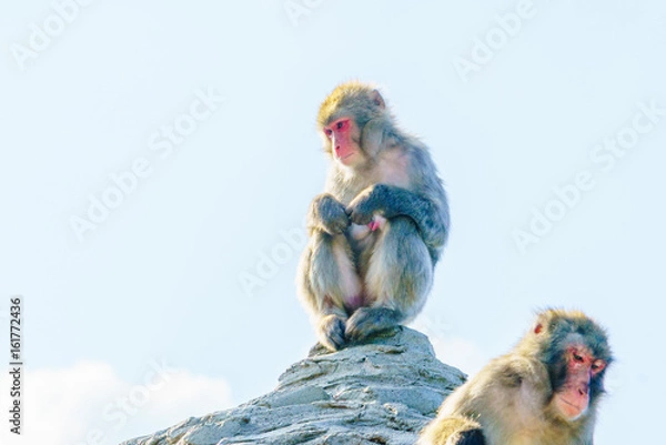 Obraz 猿山のニホンザル / 旭山動物園