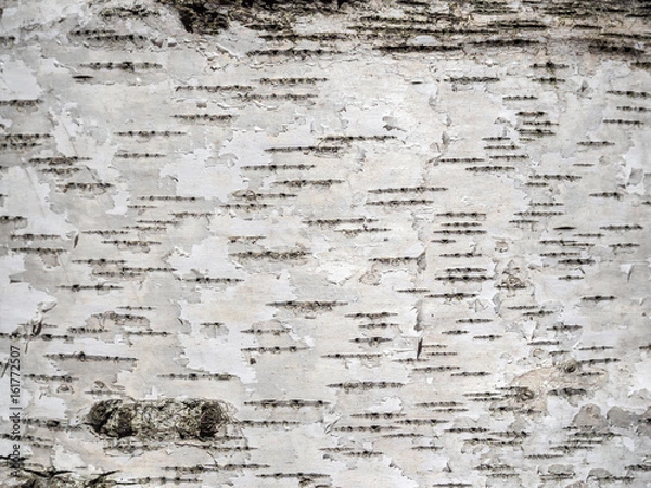 Obraz birch tree bark texture natural background close-up.