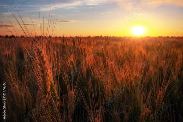 Fototapeta Field of wheat against sunset sky. Composition of nature