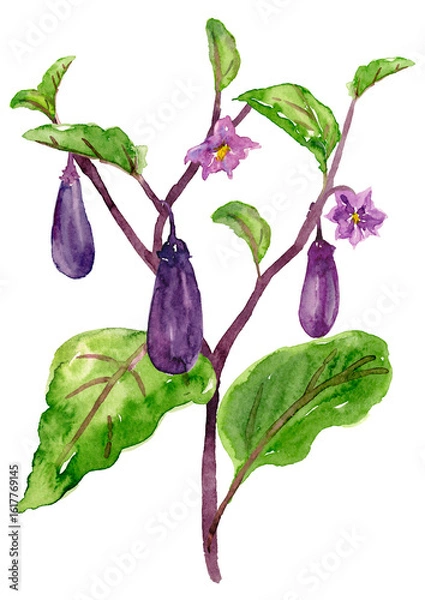 Obraz 家庭菜園のなす　水彩イラスト