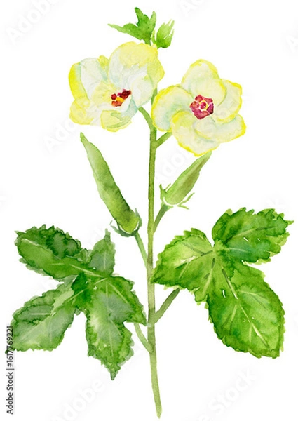 Obraz 家庭菜園のオクラとオクラの花　水彩イラスト