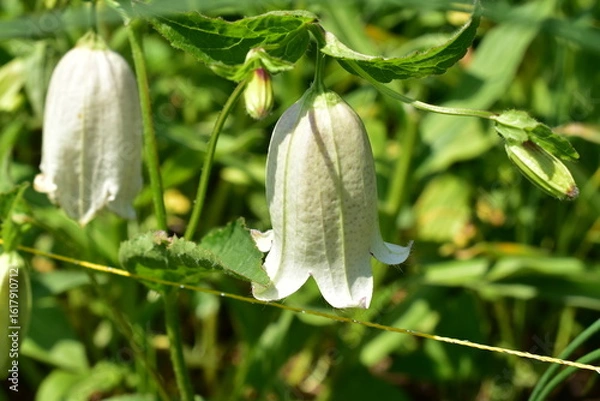 Obraz ホタルブクロ