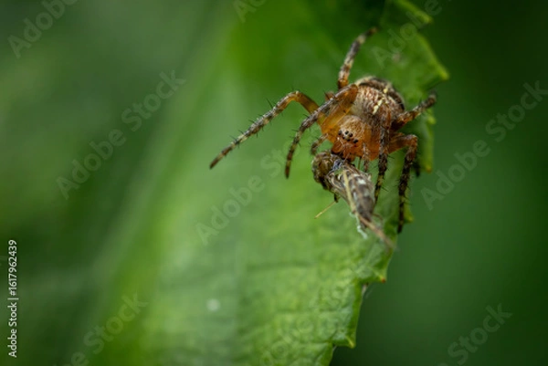 Fototapeta A detailed close-up of a brown spider eating an insect, with a green and white blurred natural background.
