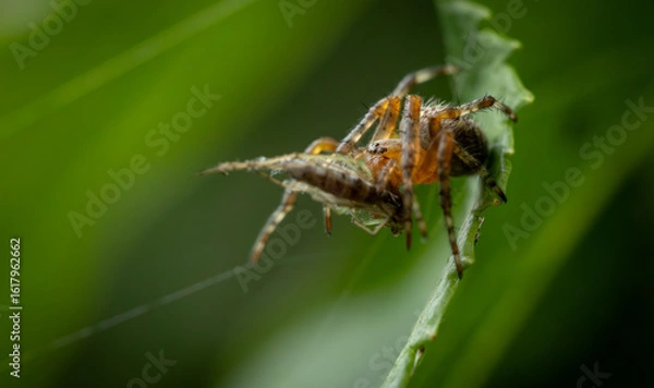 Fototapeta A detailed close-up of a brown spider eating an insect, with a green and white blurred natural background.
