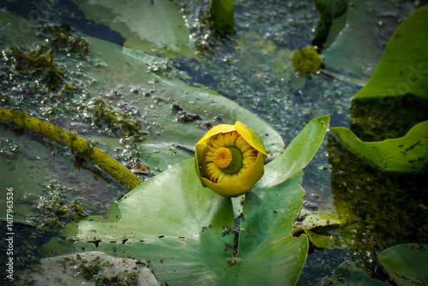 Fototapeta water lilies with  buds in the middle of the pond, 
A yellow flowering pond lily 