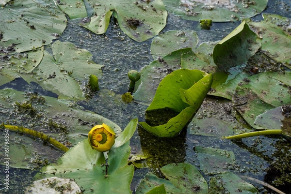 Fototapeta water lilies with  buds in the middle of the pond, 
A yellow flowering pond lily 