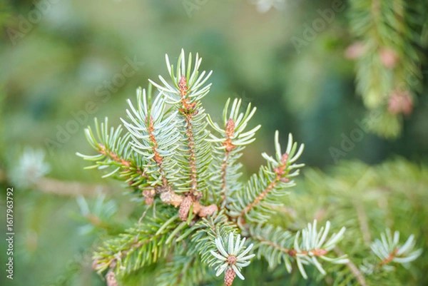 Fototapeta Fir tree branch with spruce cones. Beautiful green natural background. Selective focus 