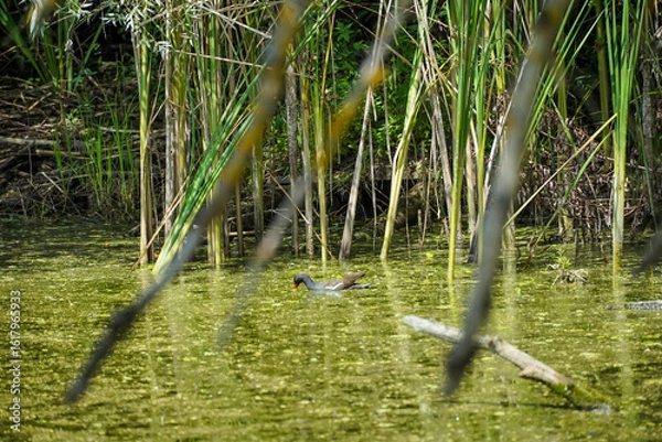 Fototapeta Abandoned lake, with a bird in the background