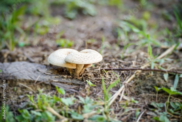 Fototapeta Mushrooms and fungi growing on an old tree stump , summer mushrooms