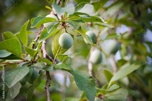 Fototapeta green plum on the tree, unripe plum.