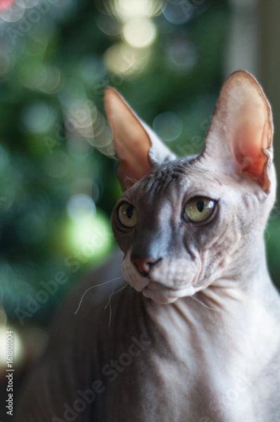 Fototapeta Кот Донской Сфинкс на диване портрет