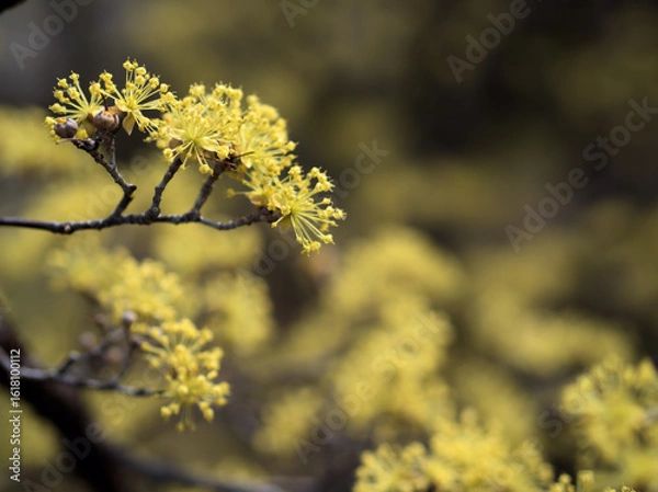 Fototapeta 3月に咲いた淡くて黄色いサンシュユの花