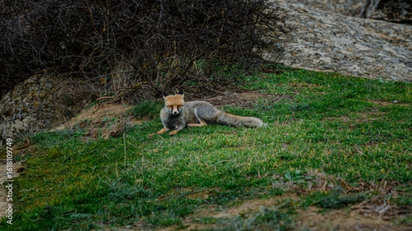 Obraz Sitting fox looking at camera