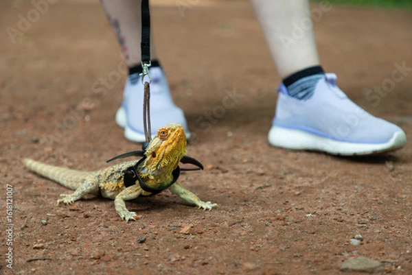 Fototapeta Agama in a winged dragon harness against the backdrop of its owner's legs