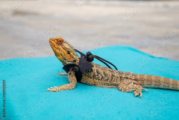 Fototapeta Agama in a winged dragon harness on an azure blanket