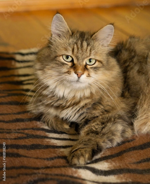 Fototapeta Tabby cat, forest cat looking at camera