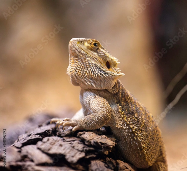Obraz Bearded dragon, Australia
