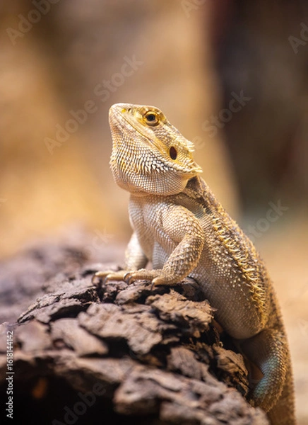 Obraz Bearded dragon, Australia