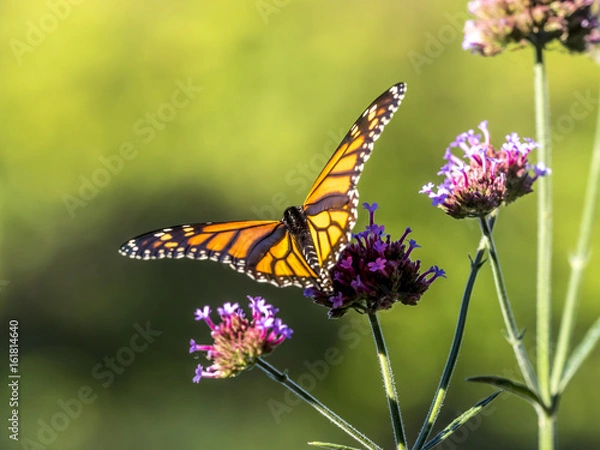 Fototapeta  monarch butterfly (Danaus plexippus)