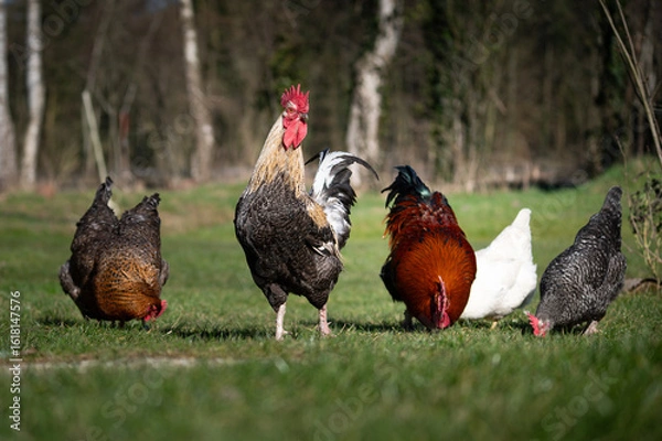Obraz Hahn mit seinen Hennen