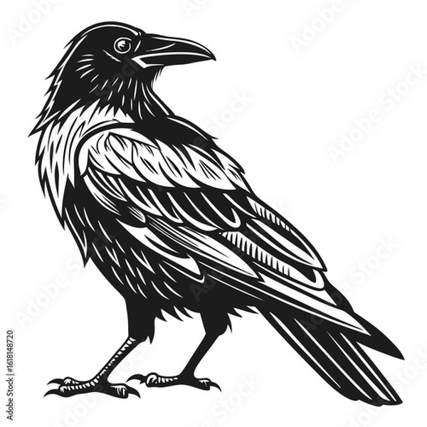 Fototapeta crow on a white background