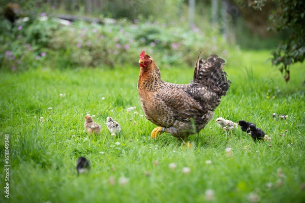 Obraz Henne mit Küken