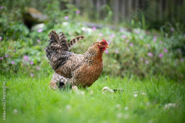 Obraz Henne mit Küken