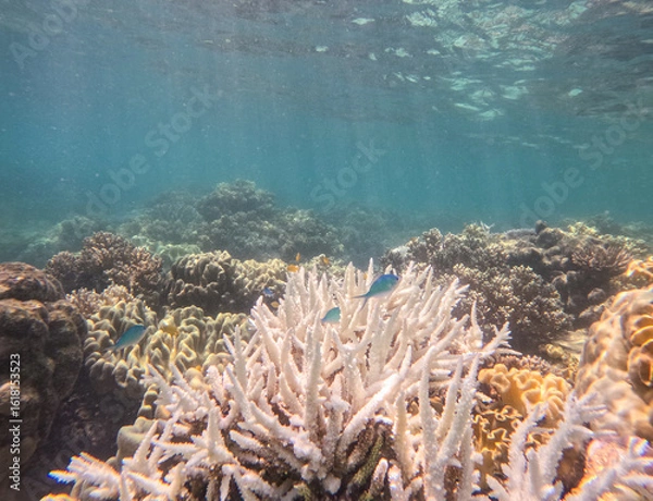 Obraz Great Barrier Reef, Australia