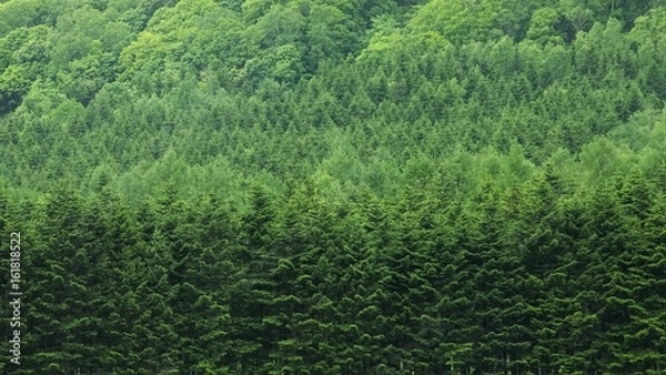 Obraz エゾマツの森