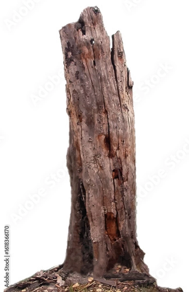 Obraz Old Tree Stump Isolated on White Background - Vector Illustration