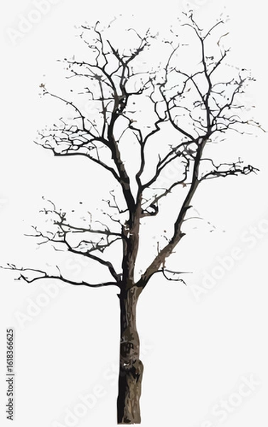 Obraz Leafless Winter Tree with Bare Branches - Vector Illustration