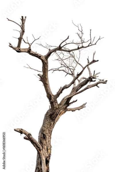 Fototapeta Ancient Leafless Tree with Twisted Bare Branches - Vector Art