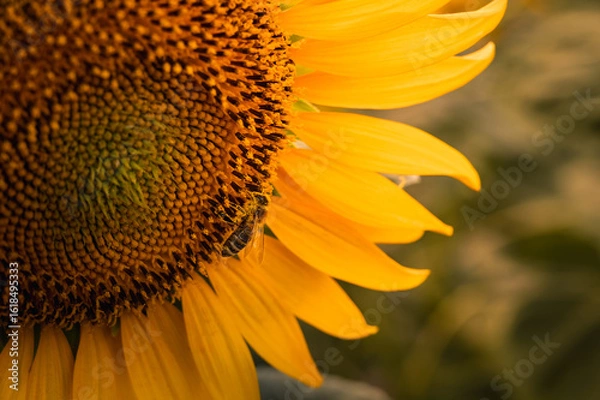 Obraz Bee Pollinating Sunflower