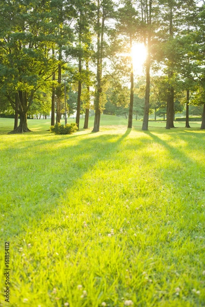 Fototapeta 公園　太陽光