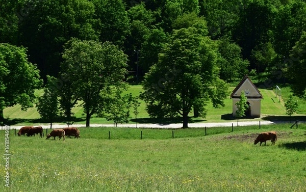 Obraz Pasące się święte krówki a tle kapliczka