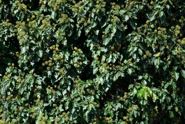 Fototapeta Hedera helix in bloom
