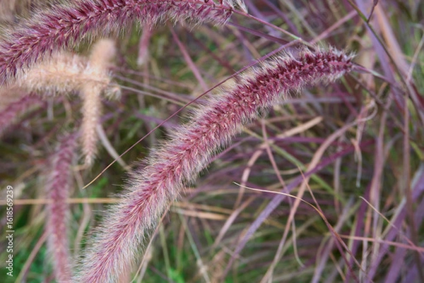 Obraz Pennisetum advena rubrum close up