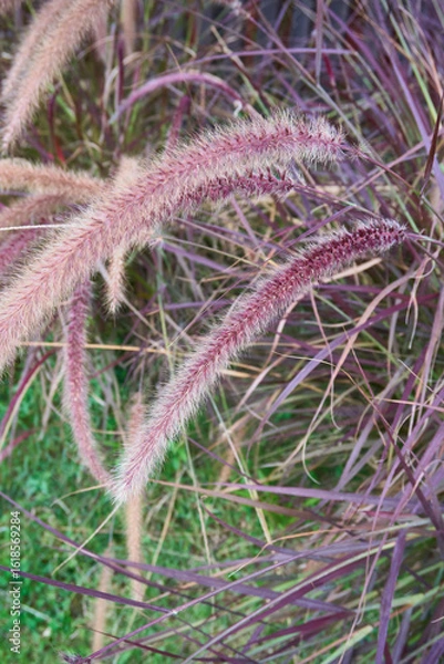 Obraz Pennisetum advena rubrum close up