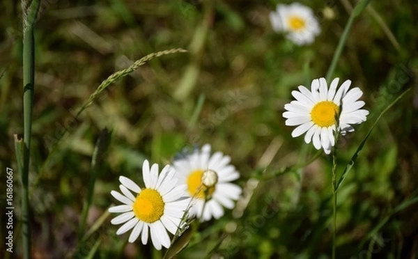 Obraz Rumianek na łące